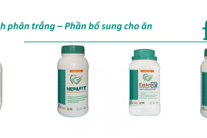 Nhận diện các mối nguy có khả năng dẫn đến bệnh phân trắng để phòng bệnh hiệu quả hơn