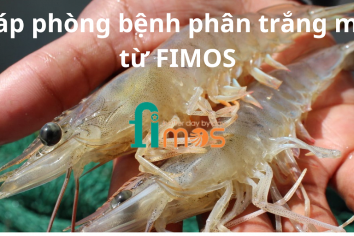 Giải pháp phòng bệnh phân trắng mới nhất từ FIMOS