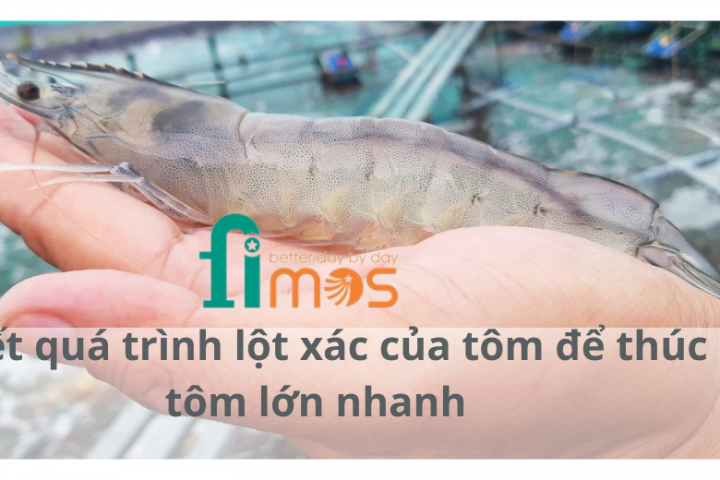 Hiểu biết quá trình lột xác của tôm để thúc đẩy tôm lớn nhanh